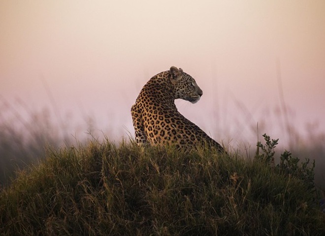 National Geographic опубликовал снимки природы для конкурса The Nature Photographer of The Year
