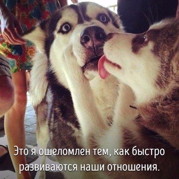 Животные совсем как мы