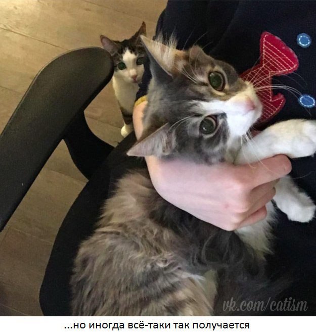Владельцам 2 котов посвящается
