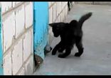 Настоящий друг