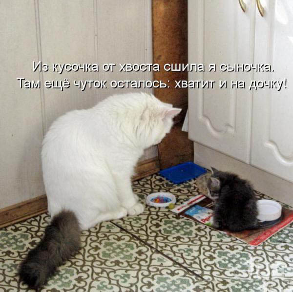 ТОП лучших котоматриц