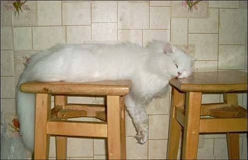 Ленивые животные