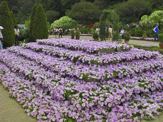 Японський Парк квітів Асікага