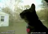 Home Video Animals