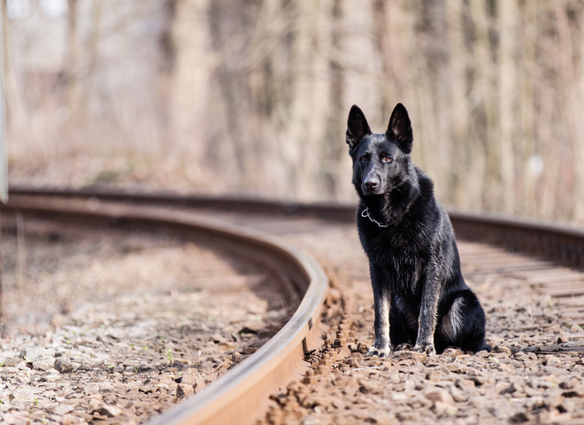 Сердце друга: пес ждет предавшего хозяина на железнодорожных рельсах