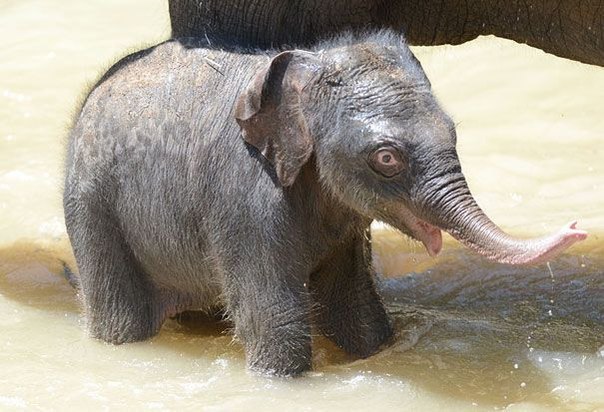 Новорожденный слоненок и его мама