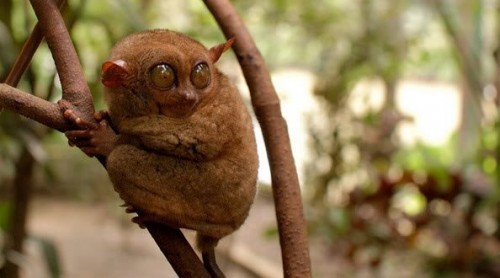 Лемуры жгут няняня