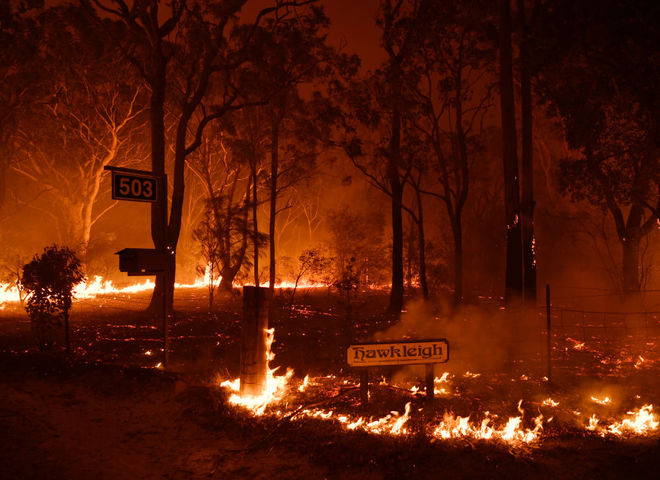 Дилдо с коалой на благотворительность