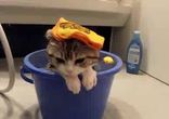 Котик и ведро с водой
