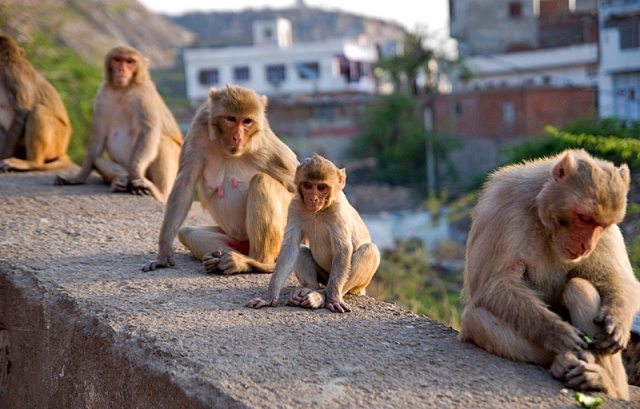 Где встретить дикое животное: Monkey Palace – Джайпур