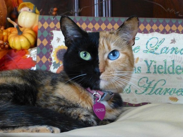 Необычная кошка Венера с черепаховым окрасом
