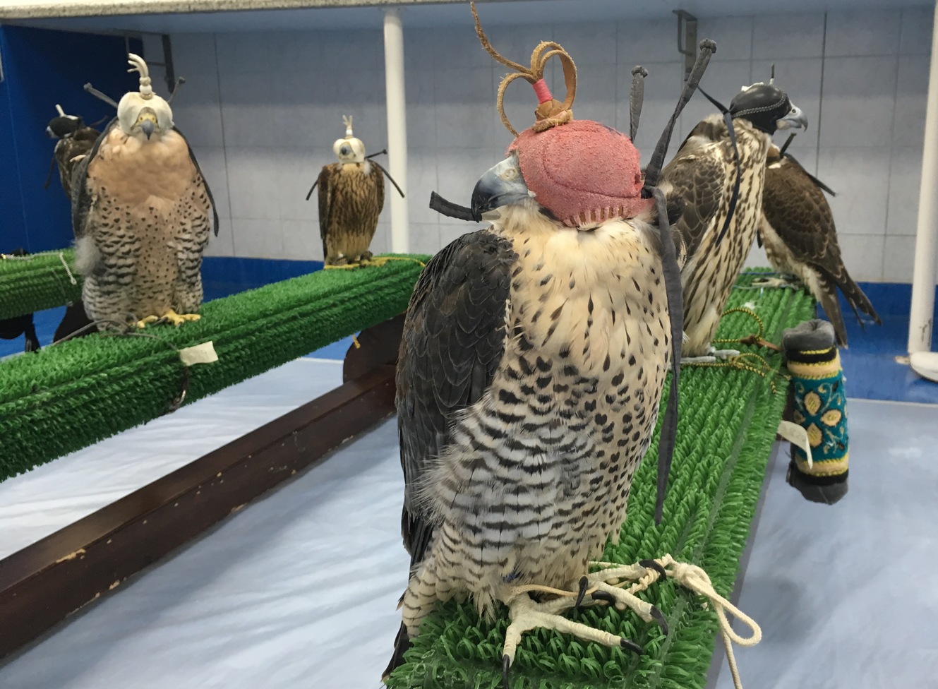 Соколиный госпиталь в Абу Даби