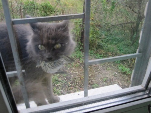 Ухажер моей котэ