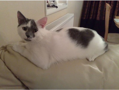 Котэ в сердечках