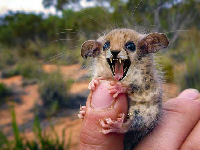 Создания, которых страшно было бы встретить