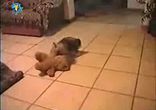 медвежонек Тедди