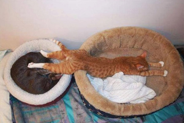 Мимимишная подборка "Спящие котята"