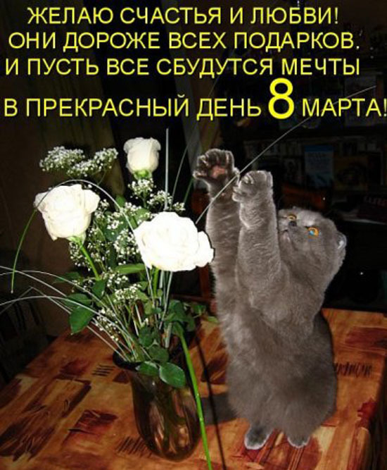Милые котоматрицы к 8 марта