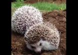 Колючий колючий