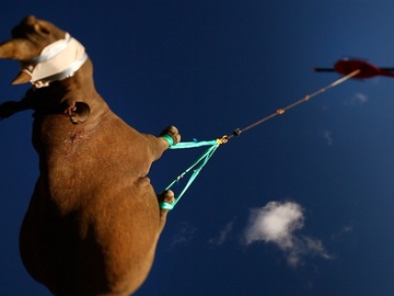 как летают носороги