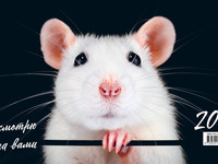 Прикольная открытка к Новому году крысы 2020