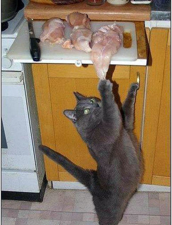 Пушистые воришки