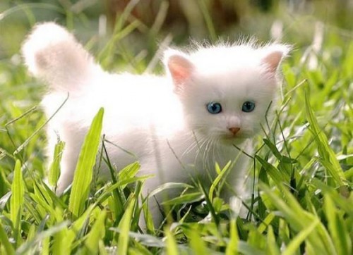 Позитивный котёнок