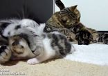 Котосемья