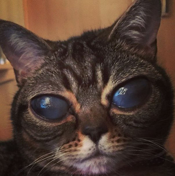 Матильда - кошка с невероятно большими глазами