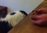 Кота не проведёшь!