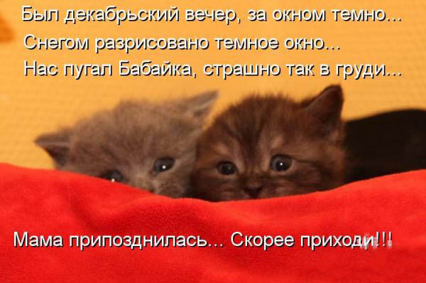 ТОП лучших котоматриц