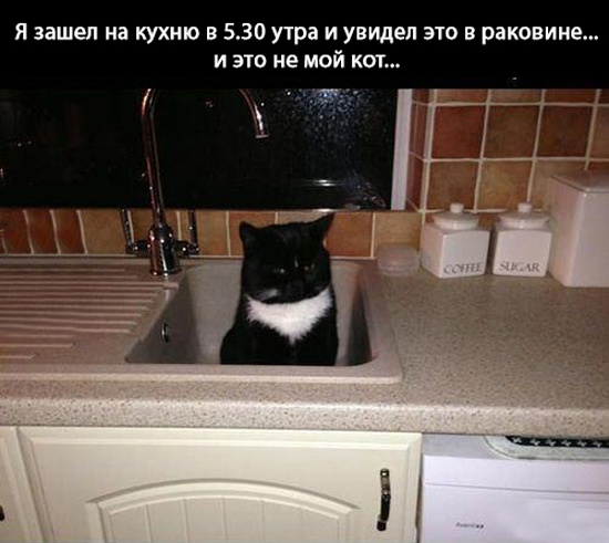 Не мой кот... не моя раковина... не моя кухня..