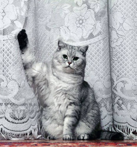 Смешные зверушки