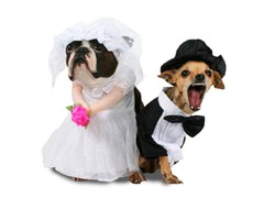 собачья свадьба