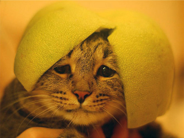 Смешные фото "Котики в шлемах"