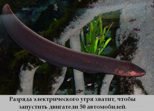 Топ интересных фактов