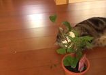 Мару и кустик