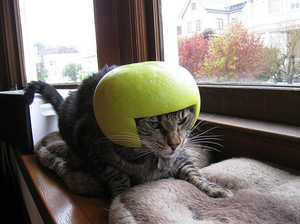 Коты с фруктами на голове