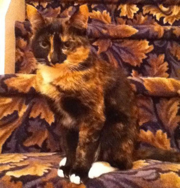 Маскировка 80 уровня