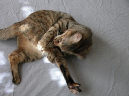 Котэ акробаты