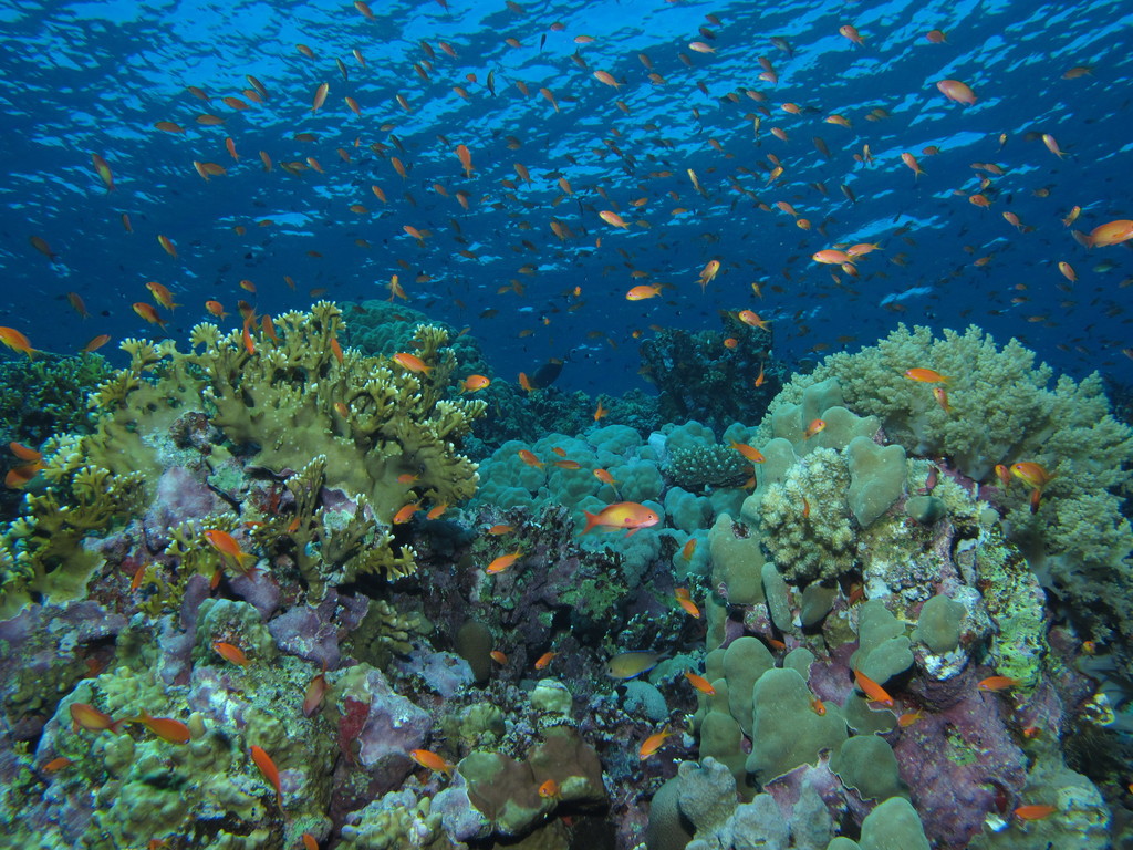 04 Шарм-ель-Шейх риби