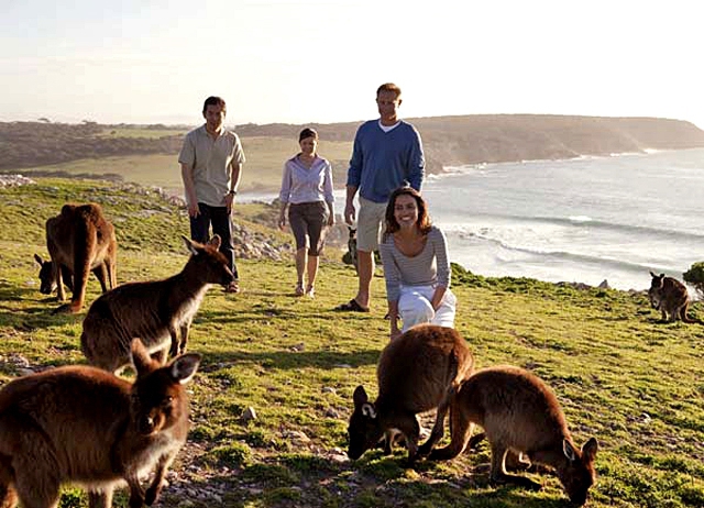 Где встретить дикое животное: Остров кенгуру