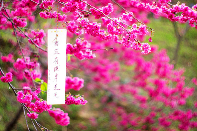 Цвітіння сакури
