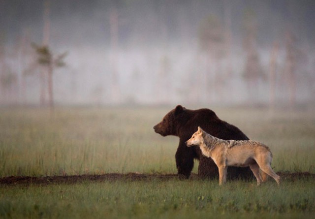 Невероятная дружба волка и медведя