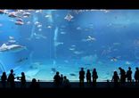Аквариум Kuroshio Churaumi