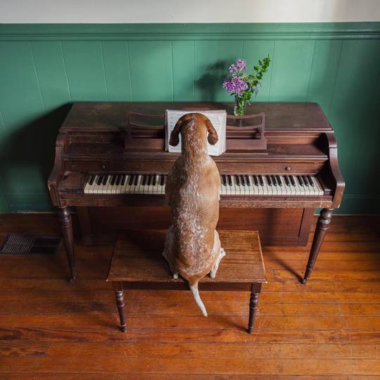 Невероятные приключения собаки-путешественницы Мэдди по Америке