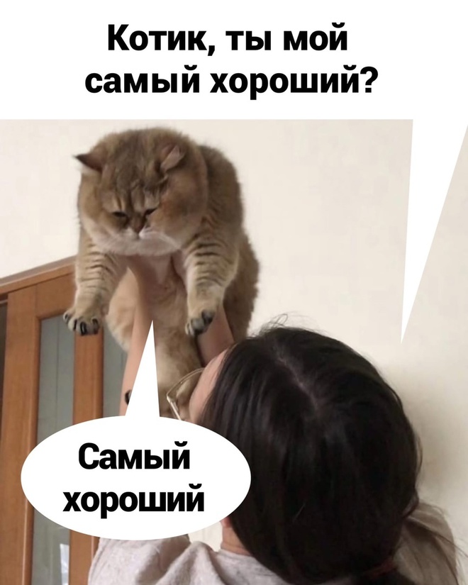 Самый хороший котик