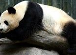 Панда - найдобріше ведмежа-вегетаріанець