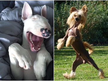 Самые смешные породы собак: от лысеющих до косолапых