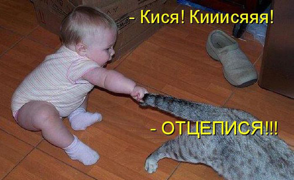 ТОП лучших котоматриц